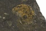 Dactylioceras Ammonite Cluster - Posidonia Shale, Germany #100244-3